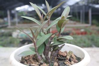 野生與種植鐵皮石斛的差異及現代種植要點
