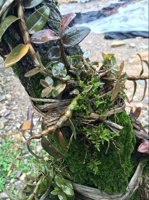 樹上種植鐵皮石斛 創(chuàng)新技術(shù)引領(lǐng)種植新風尚