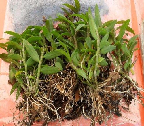金釵石斛種植技術