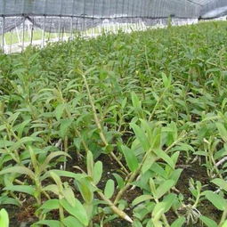 云南龍臨石斛種植基地 匠心耕耘，打造道地石斛產(chǎn)業(yè)新高地