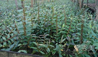 新鮮鐵皮石斛的保存、發(fā)芽處理與種植指南