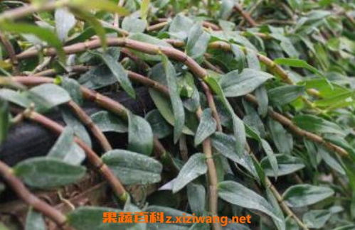 石斛的種植方法與養護要點