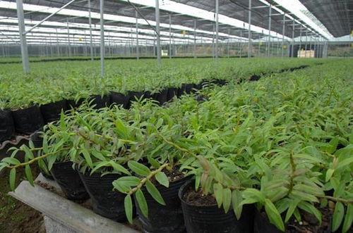 石斛種植 揭開綠色產業背后的生態與倫理思考