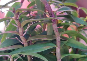 一文詳解鐵皮石斛的種植條件、時間與技術(shù)