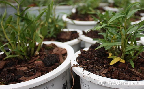自己在家種植霍山石斛 從入門到實踐的完整指南