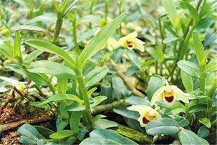 霍山石斛的種植技術與方法