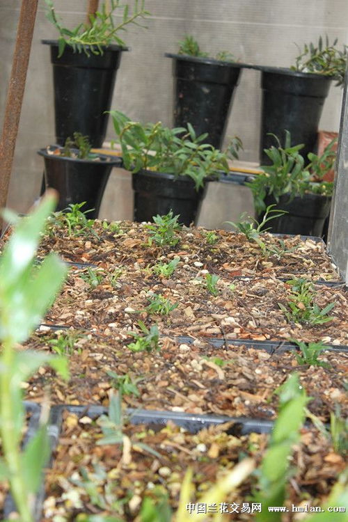 我家石斛種植記 從入門到收獲的綠色旅程