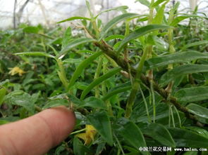 石斛種植全攻略 圖文詳解病蟲害識別與綜合防治