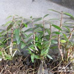 霍山精品紅鐵皮石斛 從二年苗到豐收的種植全攻略