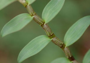 文山十大特產與石斛種植全指南