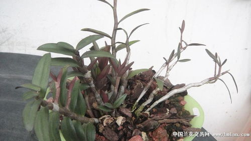 大棚種植鐵皮石斛 紅色與綠色品種的栽培技巧及與野生石斛的比較