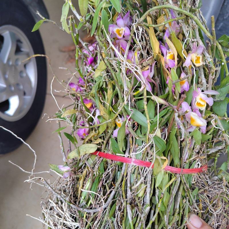 樂業美花石斛種植 品質與傳統的共贏之談