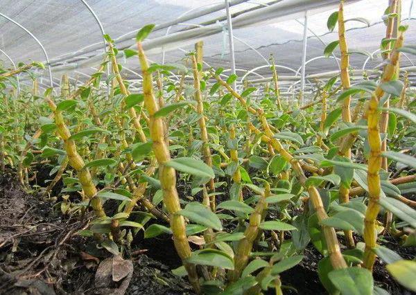 探秘香港寶芝林鐵皮石斛 仿野生種植五載精華，膠質濃纖維少口感與效果兼得
