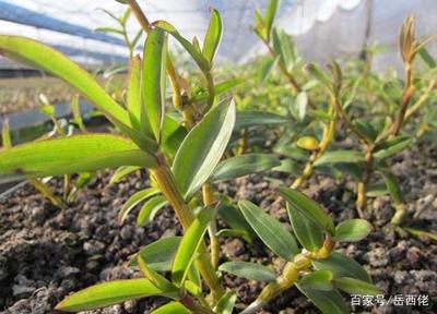 霍山特產大盤點 岳西人整理的二十多種地道風味與石斛種植，還原皖西珍寶的純粹魅力