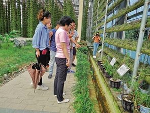 溫州開展節前旅游行風專項督查 探索石斛種植助力景區村莊新變化