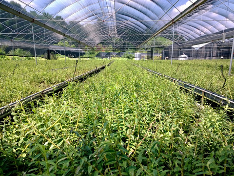 鐵皮石斛種植全指南 從選種到豐收的實踐技巧
