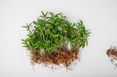 霍山石斛的種植技術詳解