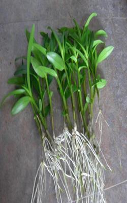 石斛豐收的秘密花園 如何掌握云南苗的盛世根深植法